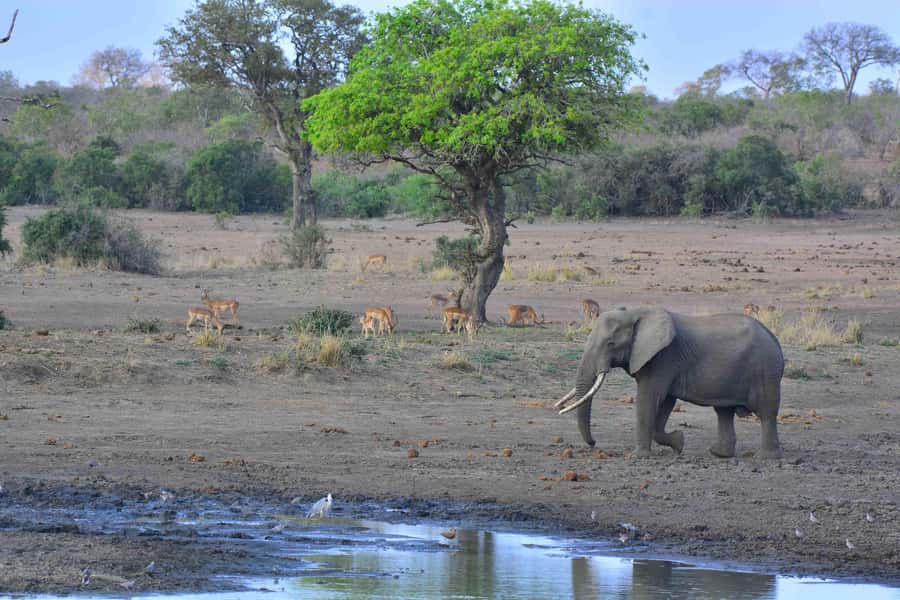 From Johannesburg: Full-Day Kruger National Park Safari - Lunch, snacks, and the practical side of the day
