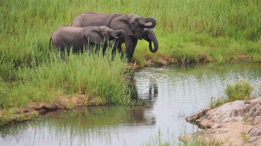 From Johannesburg: Full-Day Kruger National Park Safari - What the strong feedback tells me