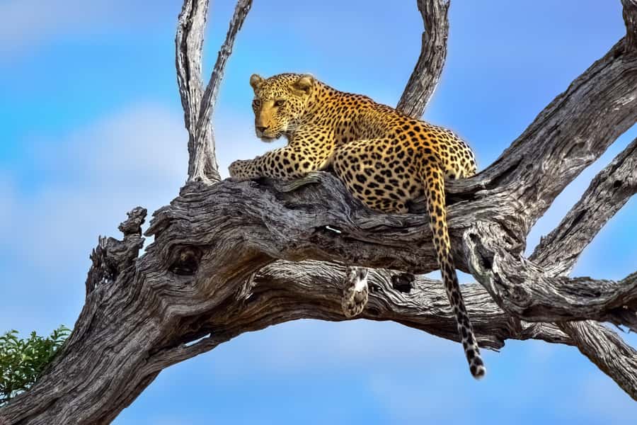 From Johannesburg: Full-Day Kruger National Park Safari - Is $435 good value?