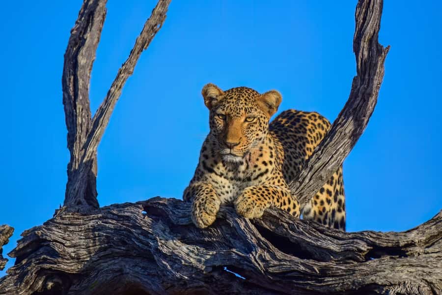 From Johannesburg: Full-Day Kruger National Park Safari - The early pickup from Johannesburg