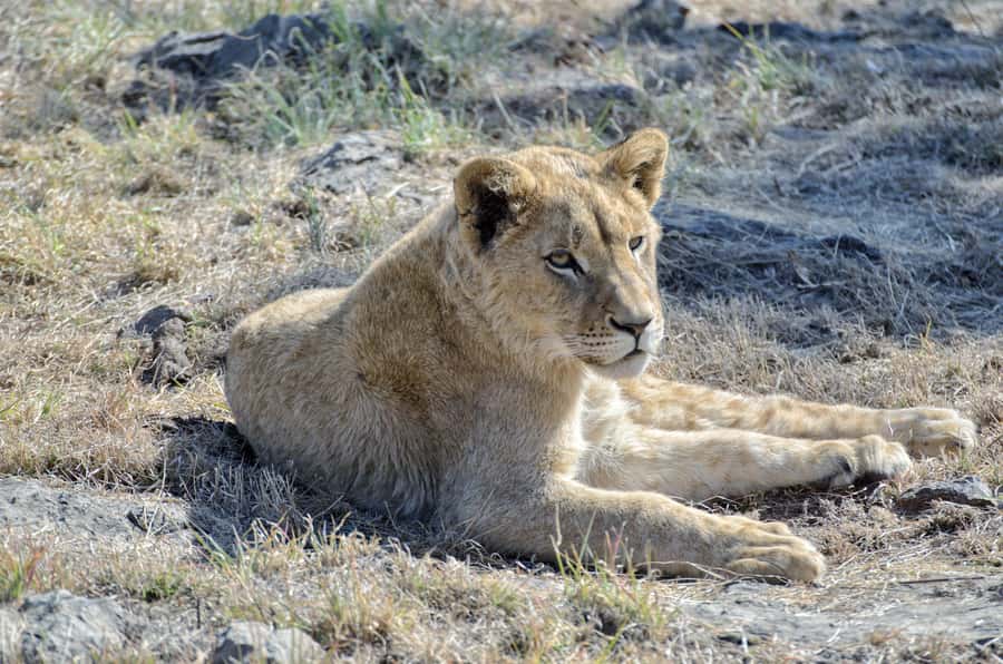 From Johannesburg: Lion & Safari Park Half-Day Tour - Who should book this half-day tour?