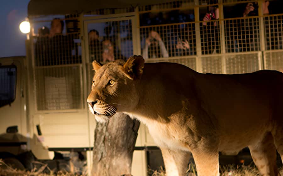 From Johannesburg: Lion & Safari Park Half-Day Tour - A practical safari close to Johannesburg