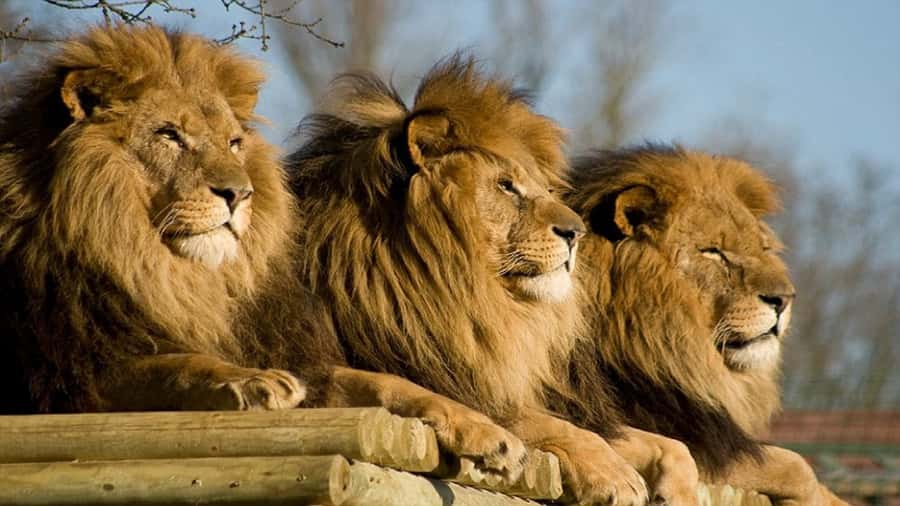 From Johannesburg: Lion & Safari Park Half-Day Tour - Lions, white lions, and other predators