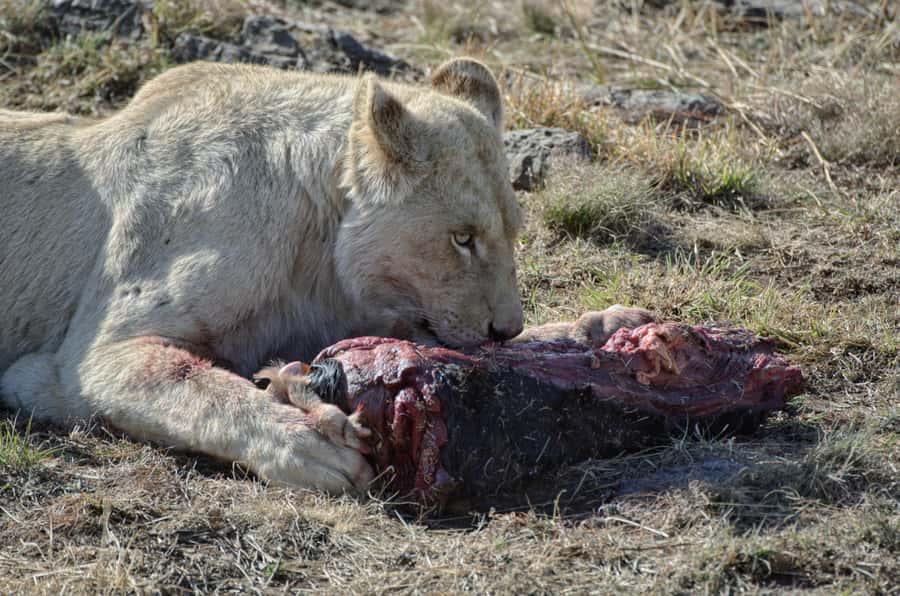 From Johannesburg: Lion & Safari Park Half-Day Tour - Choosing the right starting time