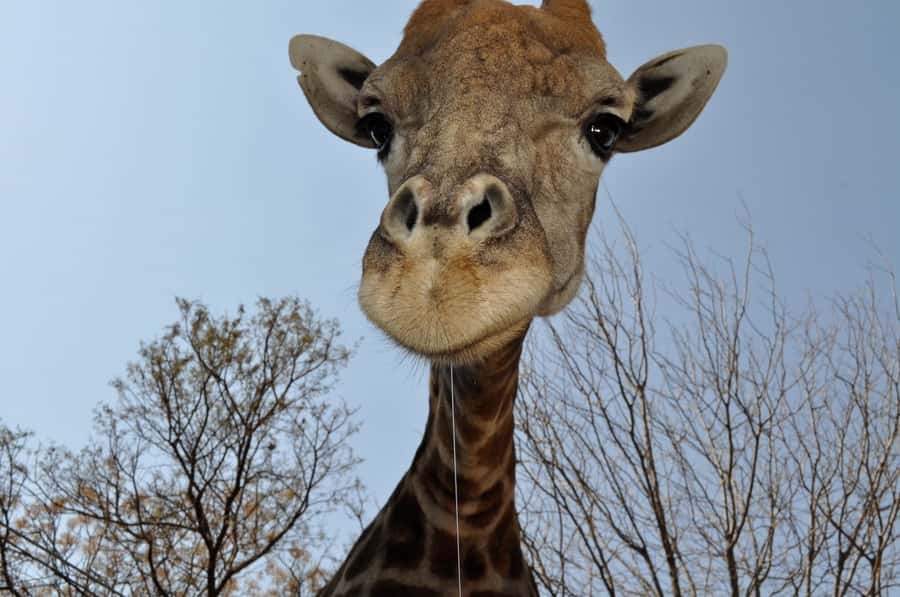 From Johannesburg: Lion & Safari Park Half-Day Tour - The guides make a real difference