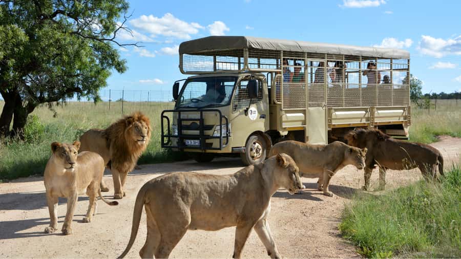 From Johannesburg: Lion & Safari Park Half-Day Tour - Getting there from Johannesburg or Pretoria