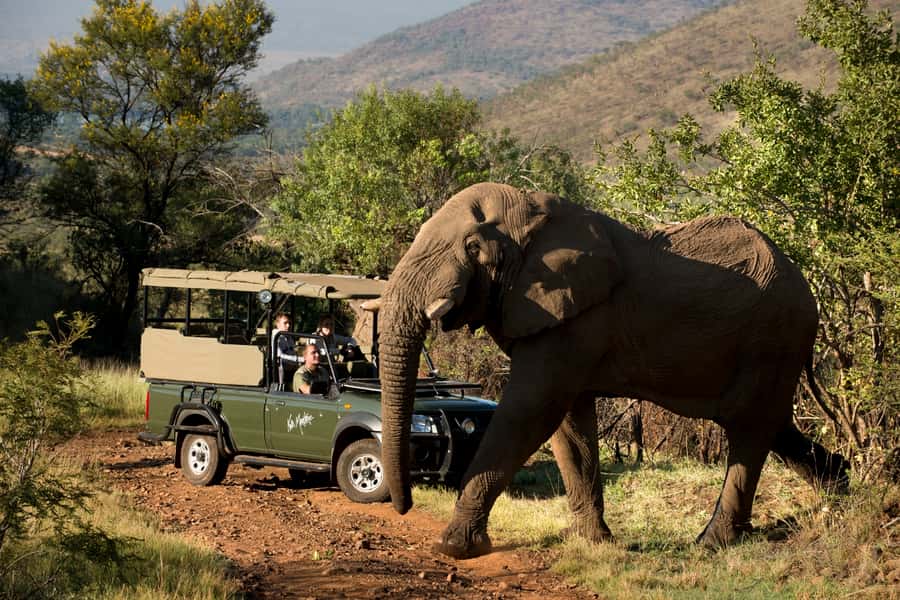 From Johannesburg: Pilanesberg National Park Safari - The early Johannesburg pickup and long road south