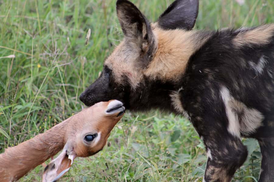 From Johannesburg: Pilanesberg Nature Reserve Game Safari - Who should book this day trip