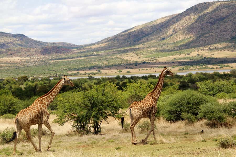 From Johannesburg: Pilanesberg Nature Reserve Game Safari - Lunch at a rest camp and water hole