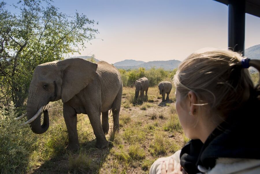 From Johannesburg: Pilanesberg Nature Reserve Game Safari - The guide can make or break the day