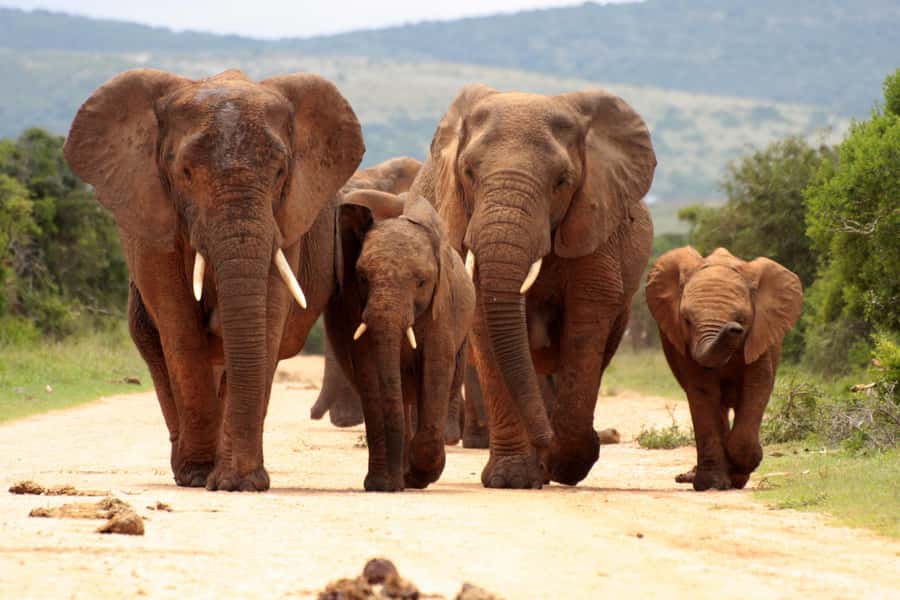 From Johannesburg: Pilanesberg Wildlife Safari - Three hours of game viewing before lunch