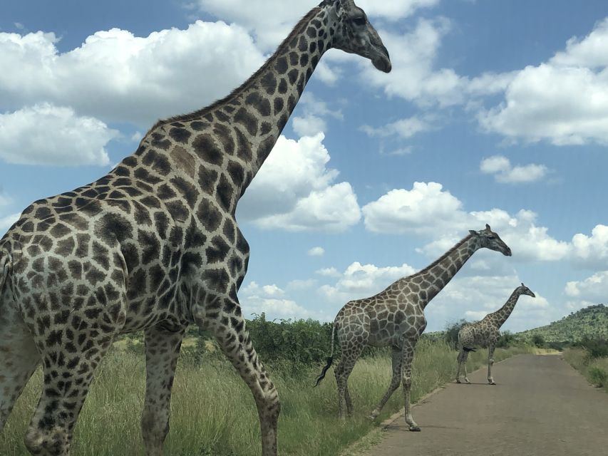 From Johannesburg: Pilanesberg Wildlife Safari - Two more hours in the park after lunch