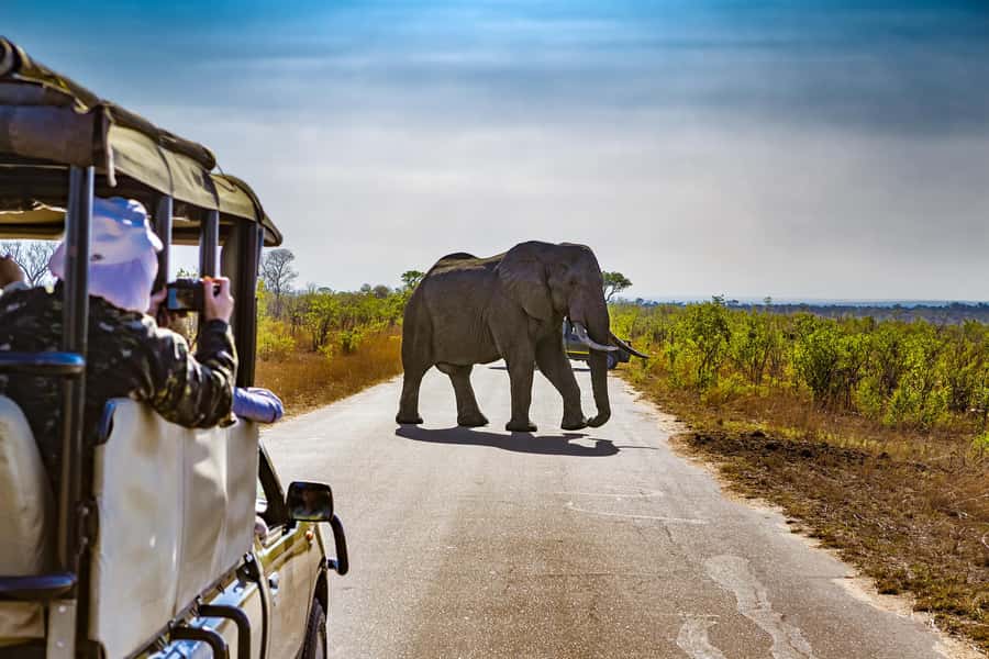 From Johannesburg: Pilanesberg Wildlife Safari - Choosing an open safari vehicle or closed minibus