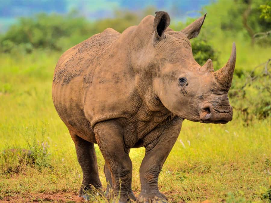 From Johannesburg: Rhino & Lion Safari and Wonder Cave Tour - A two-part day close to Johannesburg