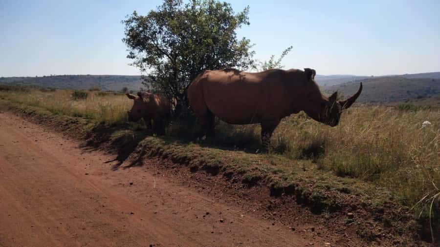 From Johannesburg: Rhino & Lion Safari and Wonder Cave Tour - Hotel pickup and the one-hour ride