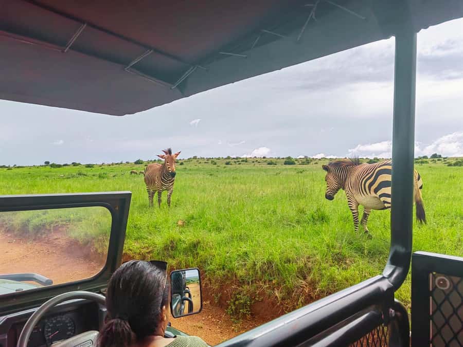From Johannesburg: Rhino & Lion Safari and Wonder Cave Tour - The game drive at Bothongo Rhino and Lion Reserve