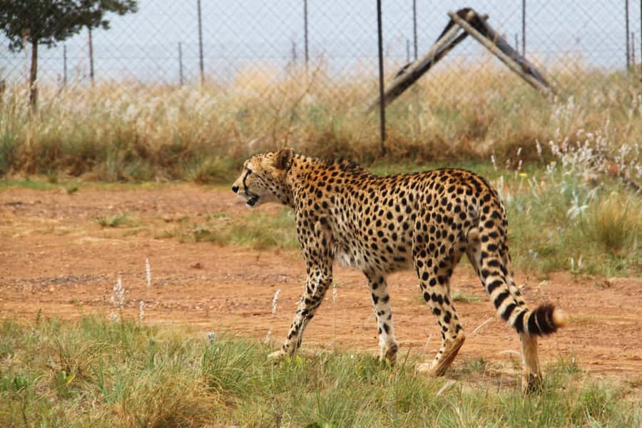 From Johannesburg: Rhino & Lion Safari and Wonder Cave Tour - Wonder Cave and its 87 steps underground