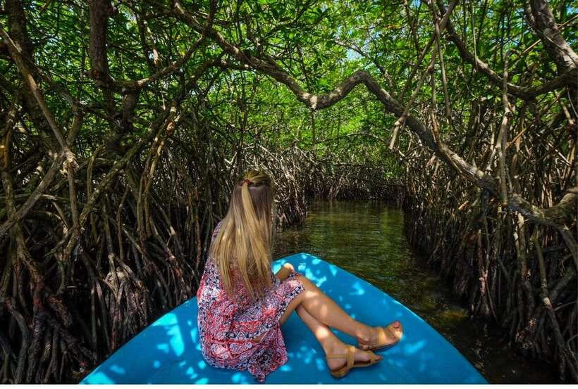 From Kalutara: Exclusive Madu River Safari & Turtle Hatchery - Kosgoda shifts the focus from scenery to conservation