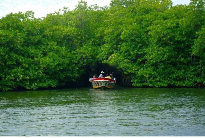 From Kalutara: Exclusive Madu River Safari & Turtle Hatchery - A practical note about crocodile expectations