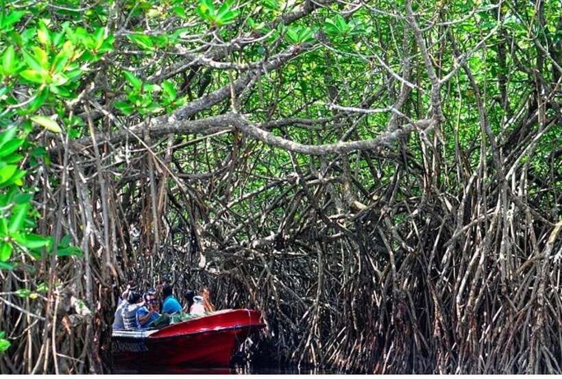 From Kalutara: Exclusive Madu River Safari & Turtle Hatchery - Is $80 per person good value?