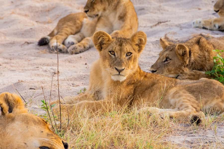 From Kasane: Chobe National Park Full Day Wildlife Safari - Why the river cruise is the right opening