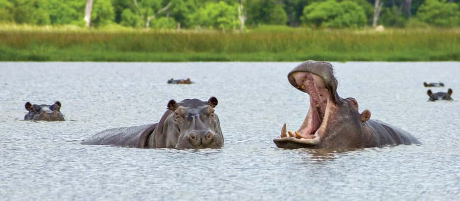 From Kasane: Chobe National Park Full Day Wildlife Safari - What the Chobe River can show you