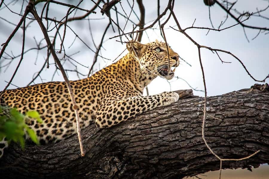 From Kasane: Chobe National Park Full Day Wildlife Safari - Practical ways to prepare