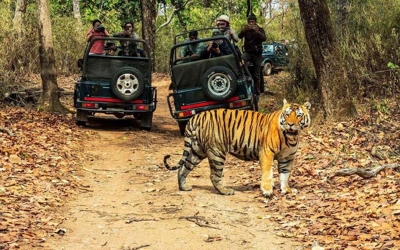 From Kathmandu/Pokhara: 2, 3, or 4-Day Chitwan Jungle Safari - Why Chitwan works as a break from Nepal’s mountains