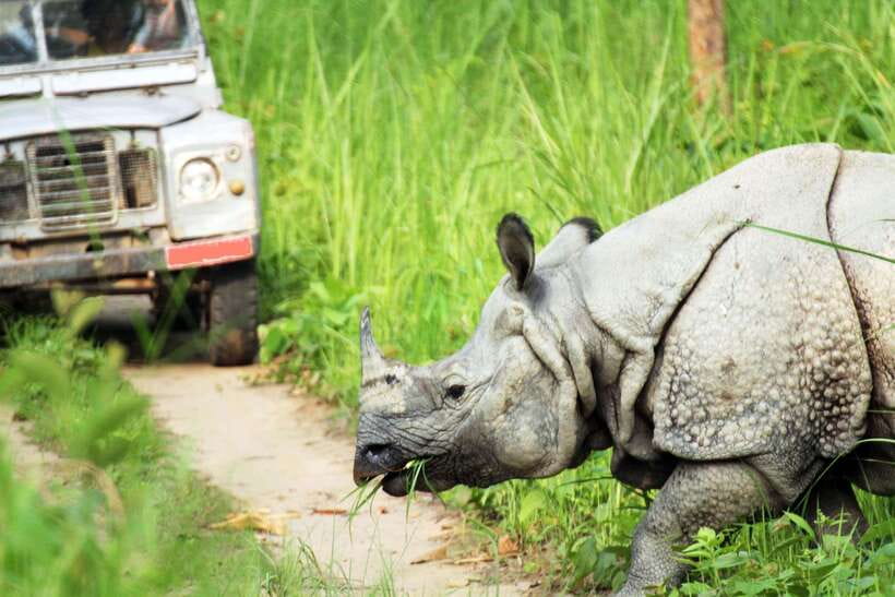 From Kathmandu/Pokhara: 2, 3, or 4-Day Chitwan Jungle Safari - Hotel Rainforest and the jungle tower