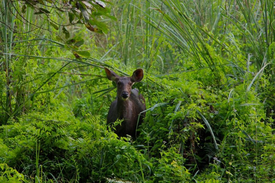 From Kathmandu/Pokhara: Private 3-Day Chitwan Safari Tour - Day 3: A slower look at the forest
