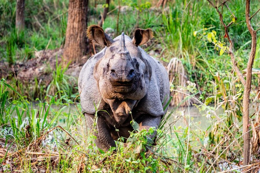 From Kathmandu/Pokhara: Private 3-Day Chitwan Safari Tour - Wildlife expectations: rhinos first, tigers if luck helps