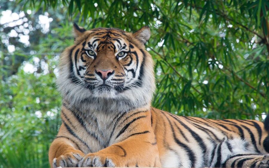 From Kathmandu/Pokhara: Private 3-Day Chitwan Safari Tour - Who should book this Chitwan safari?