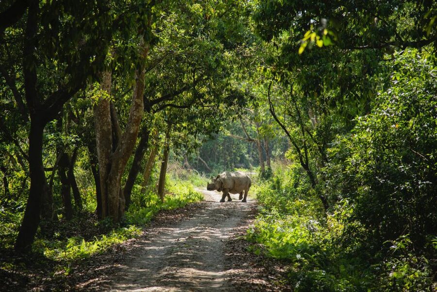 From Kathmandu/Pokhara: Private 3-Day Chitwan Safari Tour - Day 1: From Kathmandu or Pokhara to Chitwan