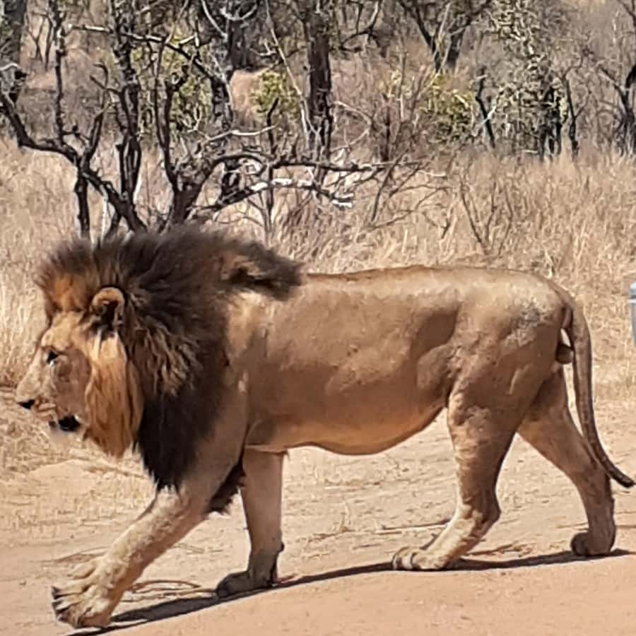 From Malelane: Half Day Kruger Park Wildlife Safari - Searching for the Big Five