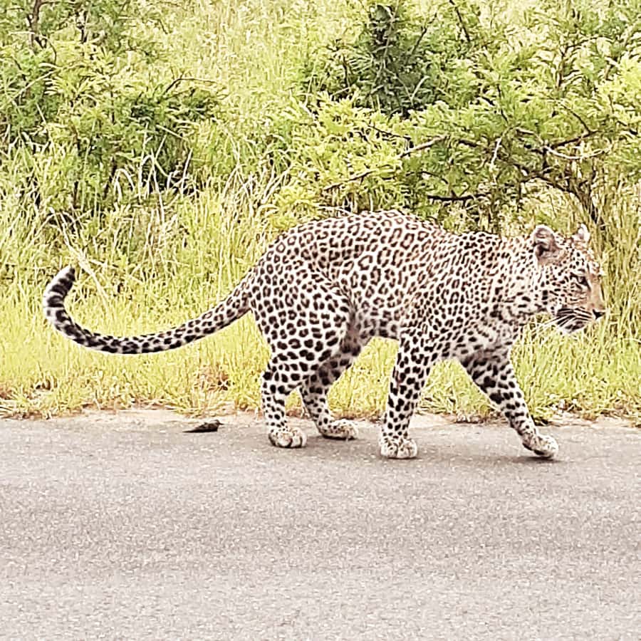 From Malelane: Half Day Kruger Park Wildlife Safari - Should you book the Malelane half-day safari?