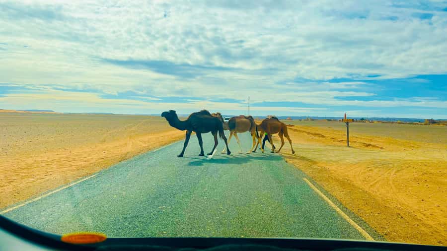 From Marrakech: 2 Days Zagora Desert Safari with Food & Camp - What the $90 price really covers