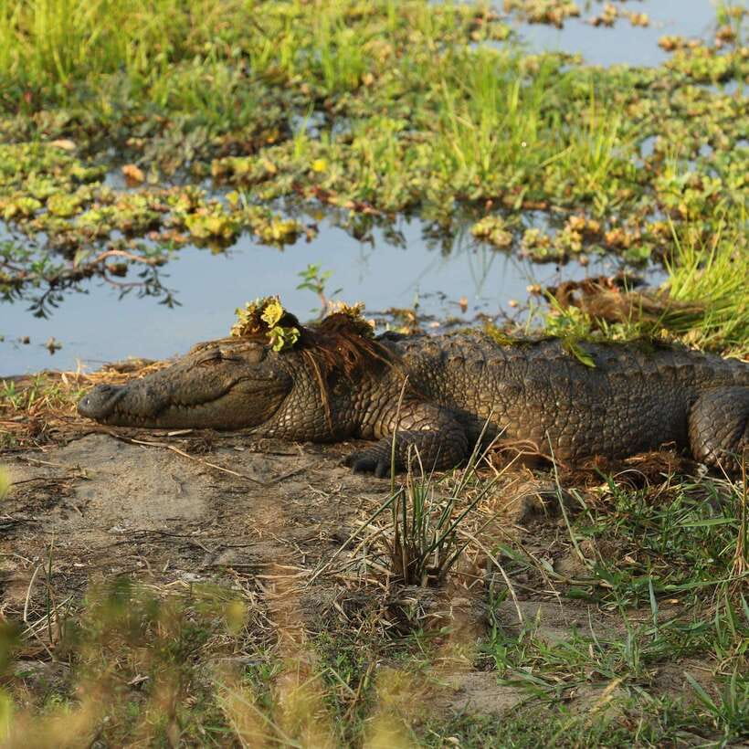 From Mirissa/Galle/Hikkaduwa: Udawalawa National Park Safari - Why Udawalawe works so well for an elephant safari