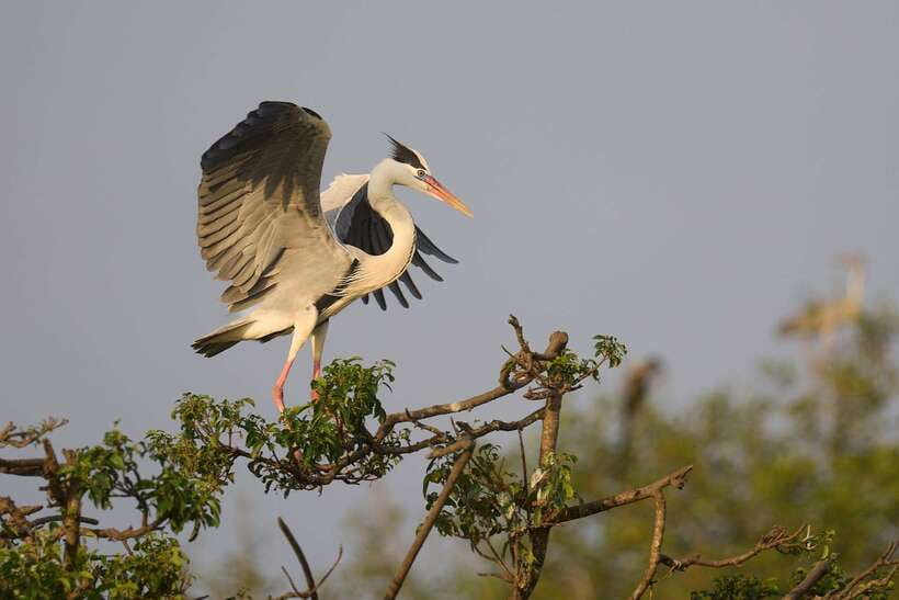 From Mirissa/Galle/Hikkaduwa: Udawalawa National Park Safari - Should you book it?