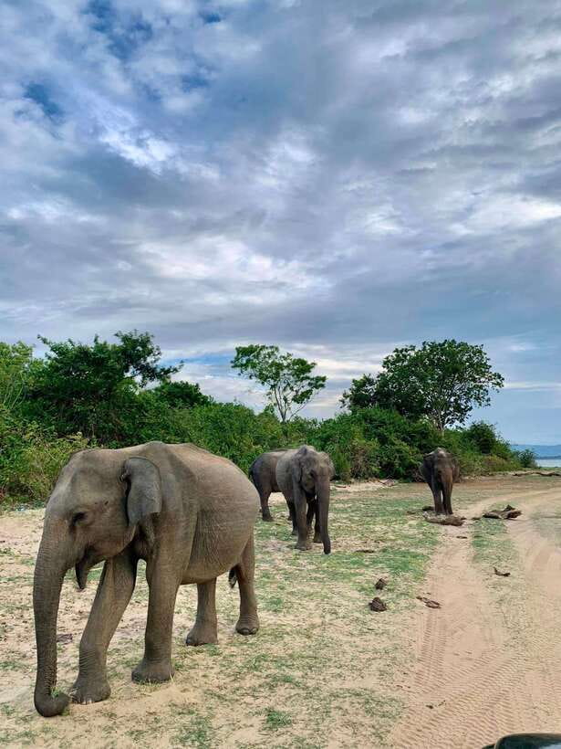From Mirissa/Galle/Hikkaduwa: Udawalawa National Park Safari - From the south coast to the park