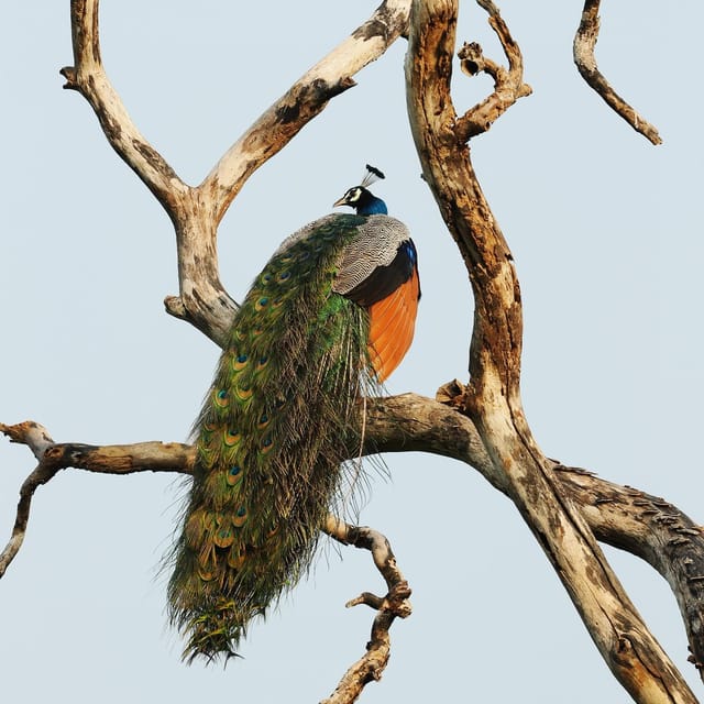 From Mirissa/Galle/Hikkaduwa: Udawalawa National Park Safari - The guide makes or breaks the safari