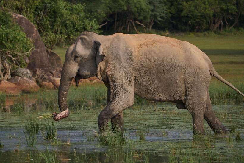 From Mirissa/Galle/Hikkaduwa: Udawalawa National Park Safari - Practical tips for a smoother day