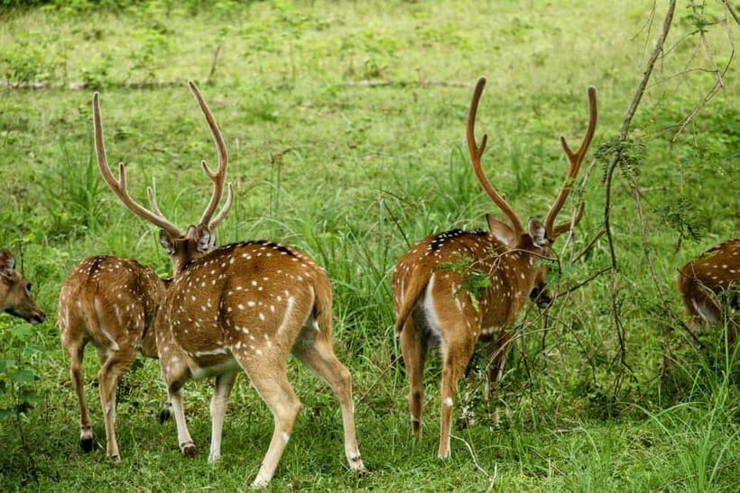 From Mirissa / Galle / Tangalle to Yala Safari & Drop- Ella - Your pre-dawn pickup from Mirissa, Weligama, or Tangalle