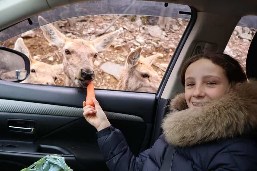 From Montreal: Omega Park Wildlife Safari Calling Sounds - Who will enjoy this day most?