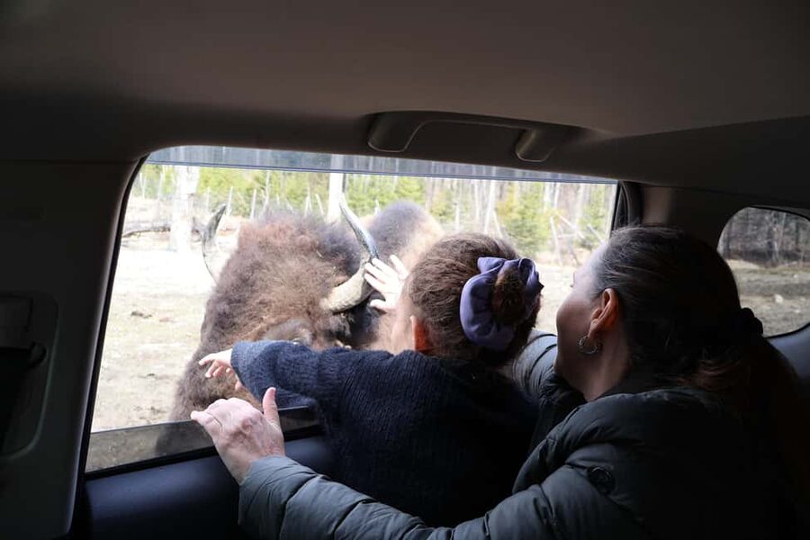 From Montreal: Omega Park Wildlife Safari Calling Sounds - Driving through Omega Park’s open habitats