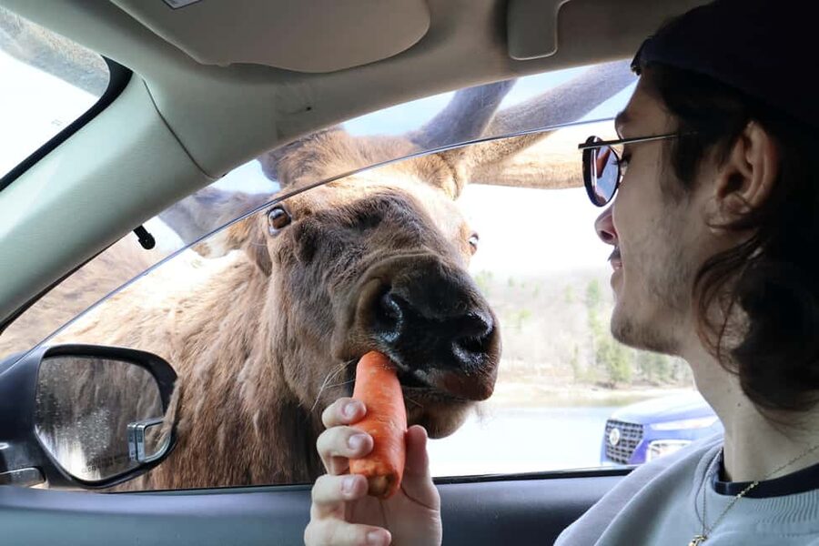From Montreal: Omega Park Wildlife Safari Calling Sounds - Feeding wildlife without turning it into a petting zoo