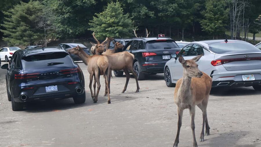 From Montreal: Omega Park Wildlife Safari Calling Sounds - The 45-minute pause for photos and free time