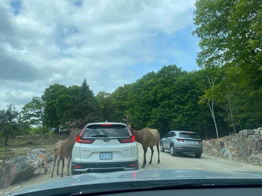 From Montreal: Omega Park Wildlife Safari Calling Sounds - Why the private guide matters