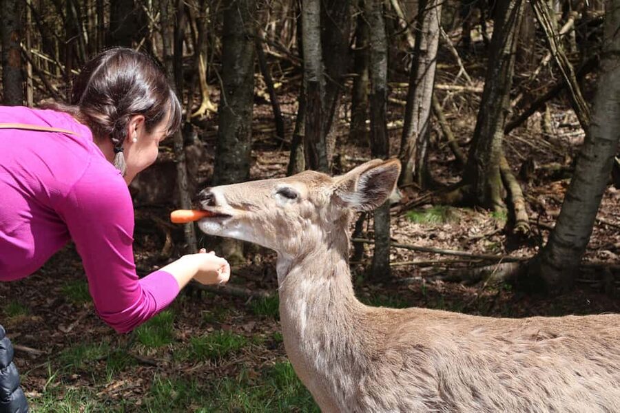 From Montreal: Omega Park Wildlife Safari Calling Sounds - Is $264 per person fair value?