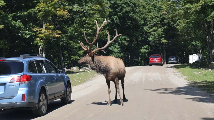 From Montreal: Omega Park Wildlife Safari Calling Sounds - What makes the animal sound devices different