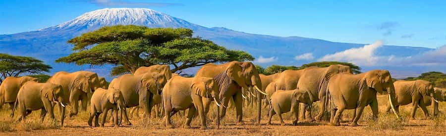 From Nairobi: 2-Day Amboseli National Park Safari - Leaving Nairobi at 7 am for the Athi Plain